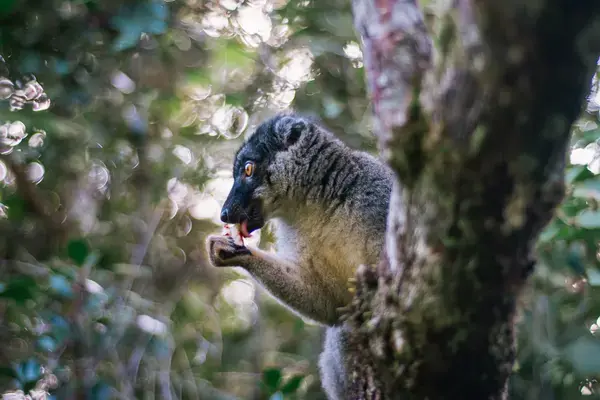 Lêmure no Parque Nacional de Andasibe-Mantadia em Madagascar