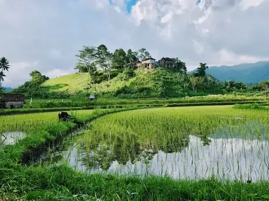 Campo de arroz em Bali, na Indonésia