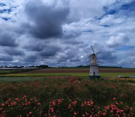 Flores e moinho de campo de flores em Holambra, São Paulo
