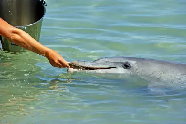 homem dando peixe para golfinho no mar
