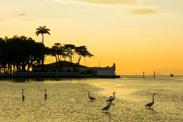 Garças ao amanhecer, no Canal de Bertioga (Fonte: Adobe Stock)