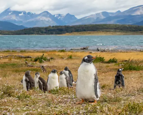 Pinguins no Ushuaia (Fonte Unsplash)
