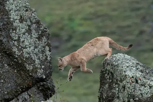 Puma na Patagônia (Fonte Adobe Stock)