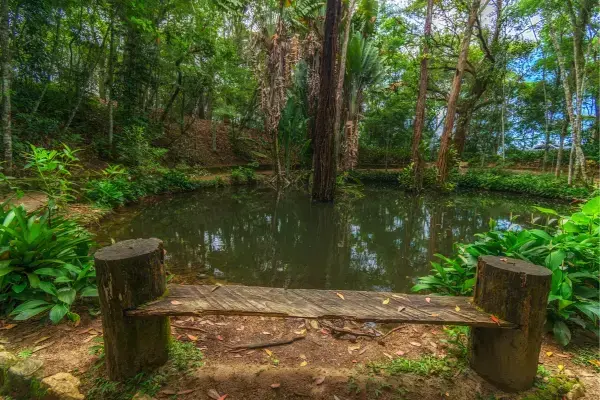 imagem da floresta da tijuca