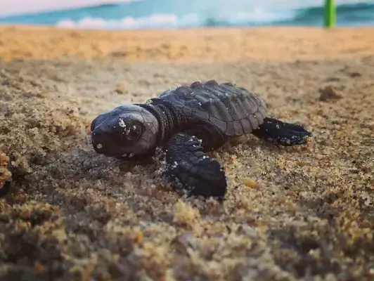 Filhote de tartaruga em praia de Puerto Escondido, México (Fonte: Unsplash)