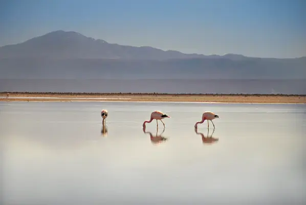 Laguna Chaxa, San Pedro de Atacama, Chile (Fonte: Unsplash)