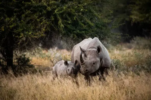 Rinocerontes no Parque Nacional Kruger (Fonte: Unsplash)