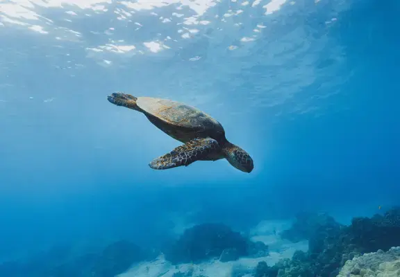Tartaruga em Galápagos (Fonte: Unsplash)