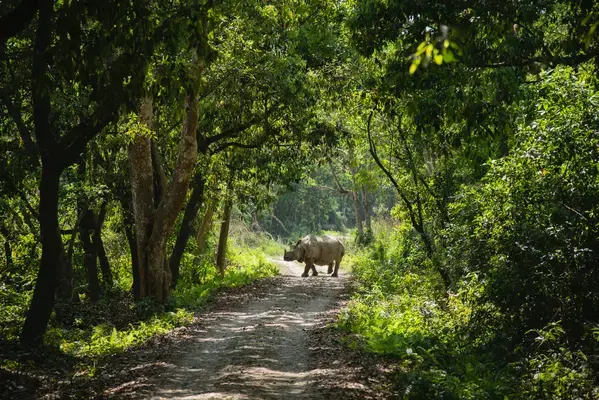 Parque Nacional Real de Chitwan, Nepal (Fonte: Unsplash)