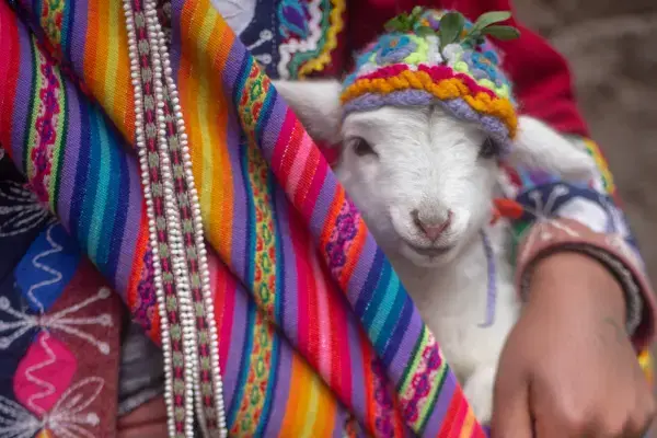 Alpaca no colo de mulher com vestes tradicionais no Peru