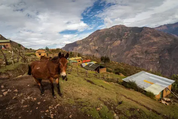 cavalo no pasto verde com uma vista linda