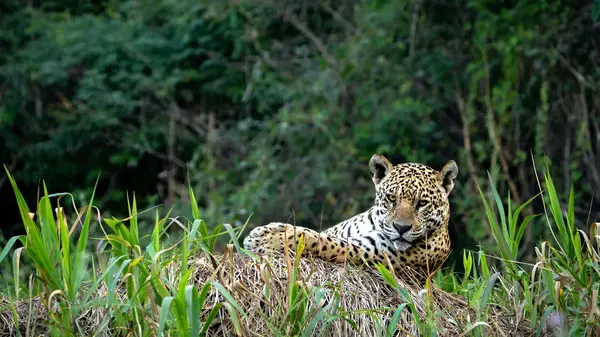 Onça no pantanal (Fonte: Unsplash)