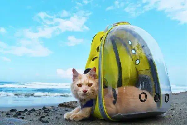 Gato com uma mochila de viagem em praia