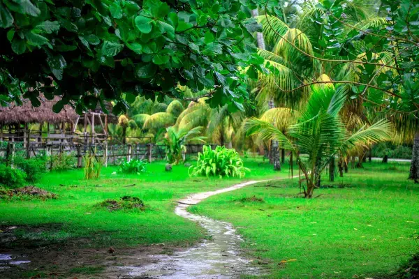floresta natural de seychelles