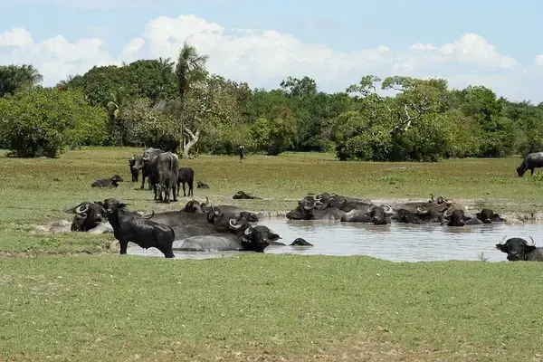 Búfalos na Ilha de Marajó, Para (Fonte: Celso Abreu/Flickr)