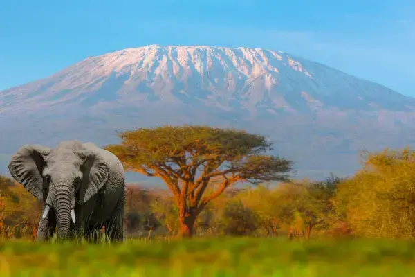Elefante em ambiente de vida selvagem na Tanzânia