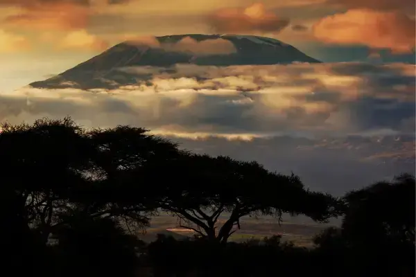 Árvores com o Monte Kilimanjaro ao fundo
