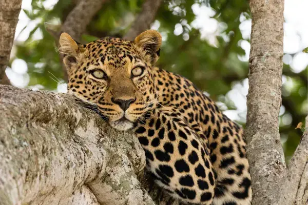 Leopardo em espaço natural da Tanzânia