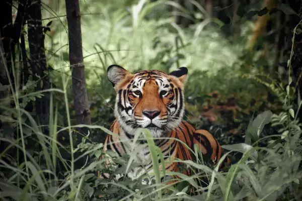 Tigre de Sumatra cercado de arvores