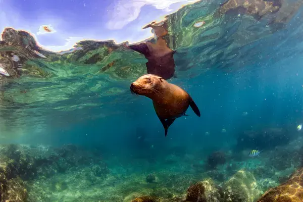 Animal marinho em Galápagos (Fonte: Canva)