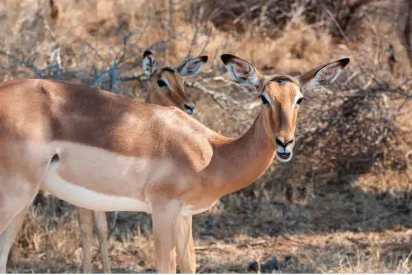 Animais selvagens em safári de Moçambique