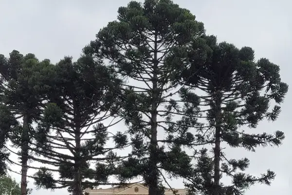Aracáurias no centro de Curitiba (Fonte: Arquivo Pessoal)