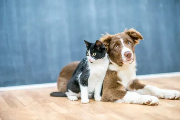 Cachorro e gato juntos um ao lado do outro