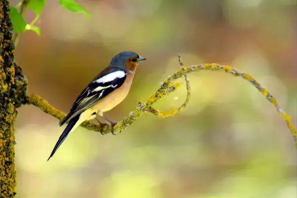 Pássaro amarelo em meio à natureza