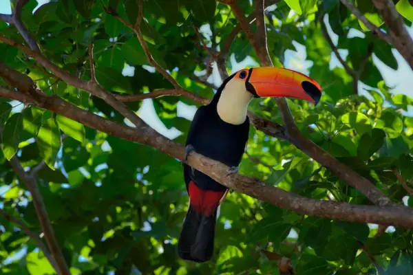 Tucano repousando em uma árvore