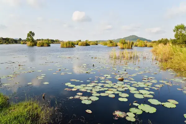 Região de pântano com um rio e árvores ao redor