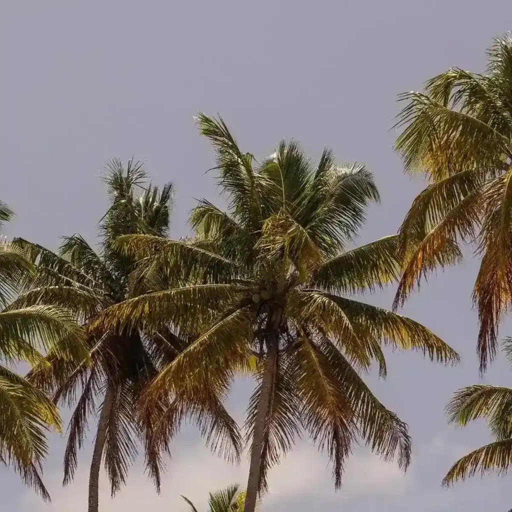 Um paraíso no litoral baiano: conheça a linda Ilha de Boipeba!