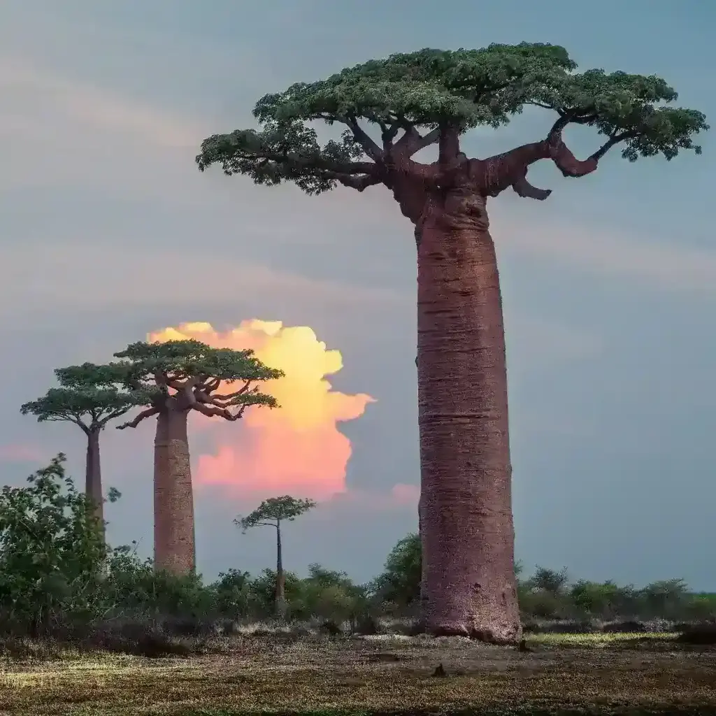 imagem capa do post Viagem para a ilha de Madagascar: saiba mais sobre o destino