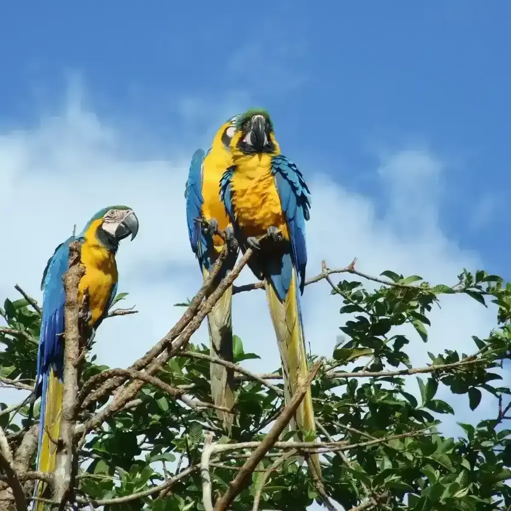 imagem capa do post O que fazer na Venezuela: principais destinos + dicas!