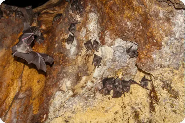 morcegos descansando nas grutas