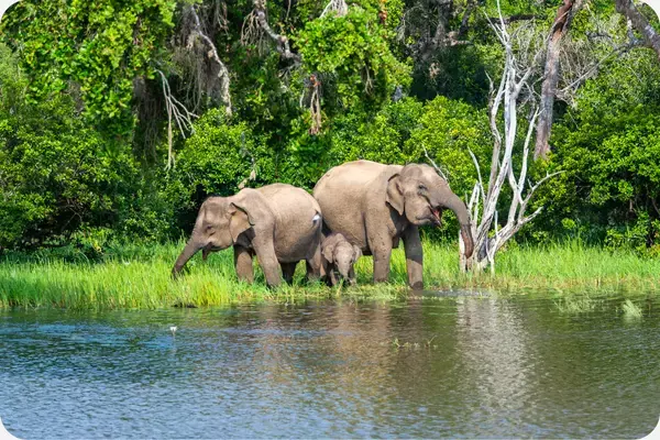 elefantes banhando na beira de um lago