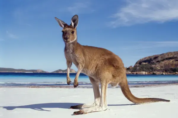 Canguru em praia na Austrália