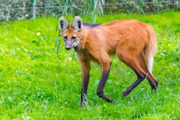 Lobo guará em seu habitat natural