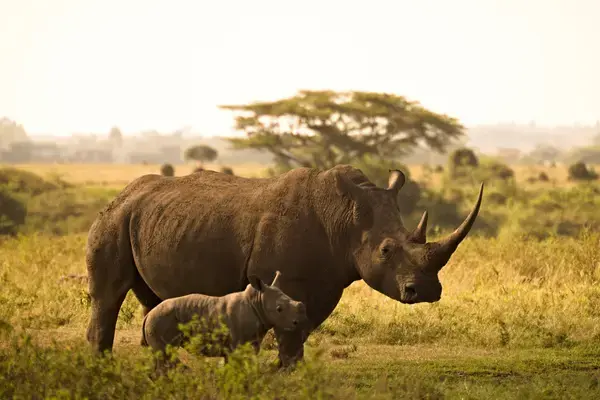 Rinoceronte e seu filhote em região natural na Ásia