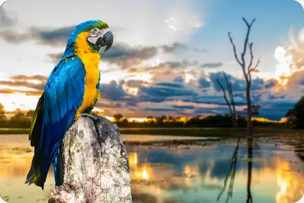 arara azul em primeiro plano, ao fundo o pantanal brasileiro