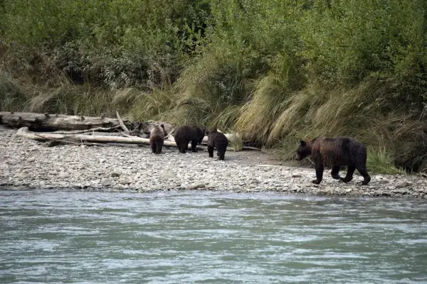 Ursos perto de rio na América do Norte