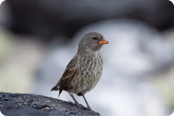 representaçãoo dos tentilhões de Darwin