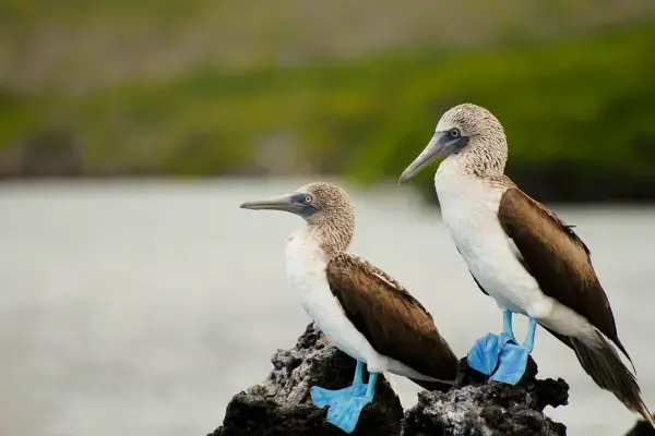 Atobá-de-pés-azuis em Galápagos (Fonte: Canva)