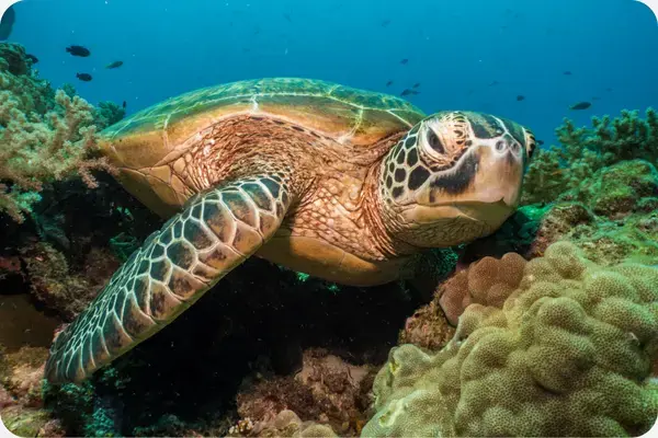 tartarugas-verdes (Chelonia mydas)