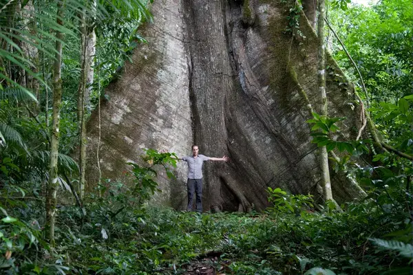 Homem ficando pequeno em comparação a grande árvore em Suriname