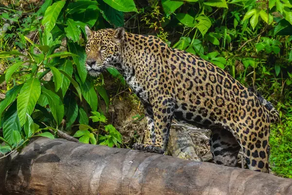 Jaguar na natureza em Suriname