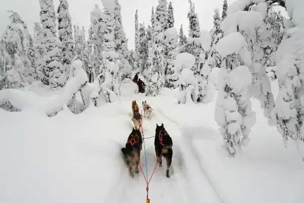 Huskies puxando trenó na neve na Finlândia