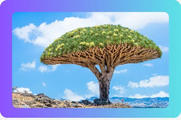 Ilha de Socotra, Iêmen