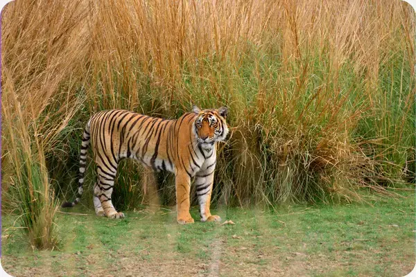 um tigre em primeiro plano, com plantações de mata ao seu redor