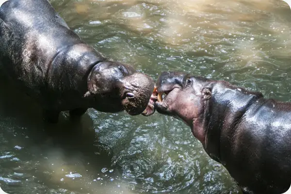 dois hipopótamos-pigmeu