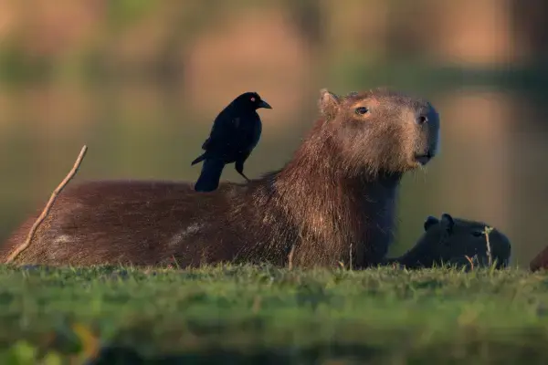 Capivara e ave em suas costas, no Pantanal, Brasil